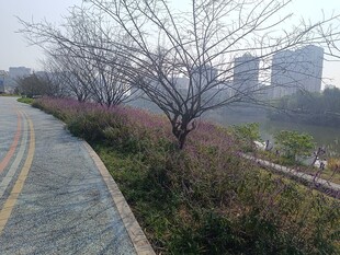 城市路边的光秃树木景观