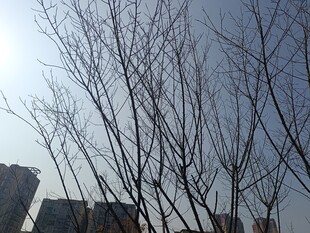 冬日光秃树枝与远处建筑