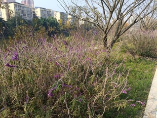 城郊野花与光秃树木景观