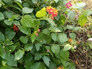 绿叶丛中的多彩花卉