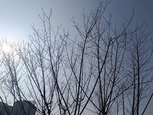 冬日光秃树枝与晴朗天空