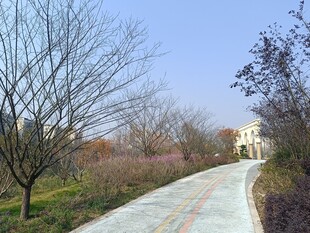 冬日林间蜿蜒小路