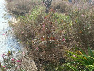 河岸旁的多样植物景观