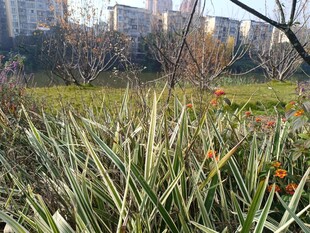 城市中茂盛的绿色植物景观