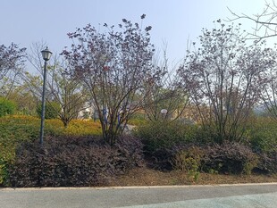 路边灌木丛景观