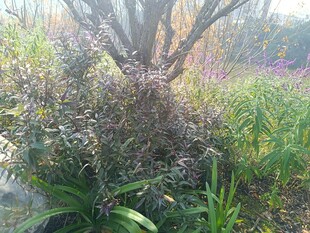 野外繁茂植物景象