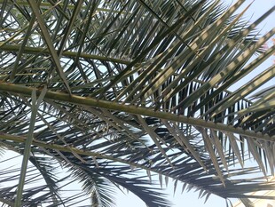 仰视下的棕榈树枝叶