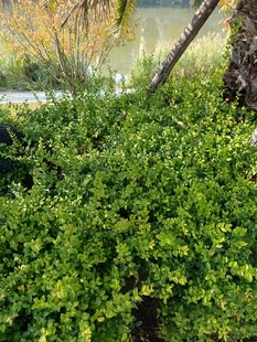 翠绿繁茂的低矮灌木丛