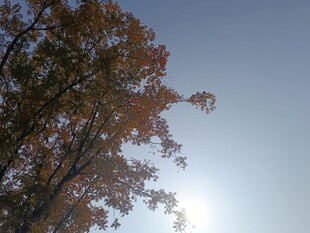 秋日树梢映暖阳