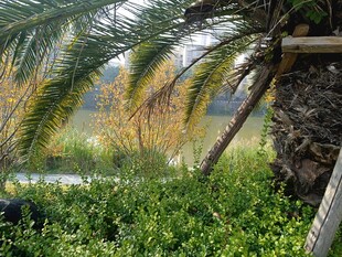 棕榈树下的绿意景致