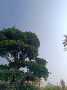 造型独特的茂盛绿植