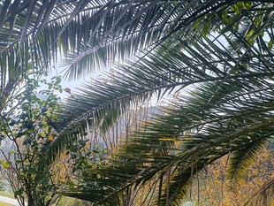 阳光下的棕榈树叶景观