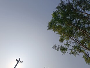 夕阳下的树与飞鸟