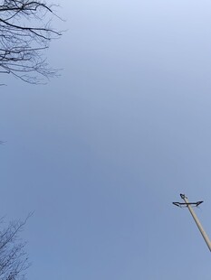 蓝天枯枝间的十字架