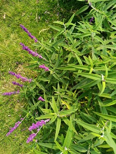 绿叶丛中的紫色花卉