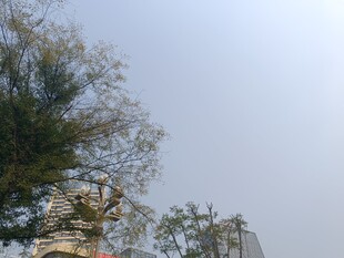 户外绿树蓝天景象