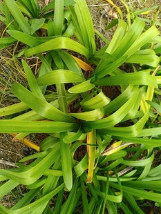 翠绿卷曲的植物叶片