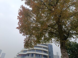 城市中高大树木与建筑景观