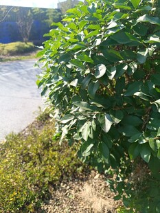 路边繁茂绿植景观