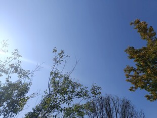 蓝天绿树间的阳光景致