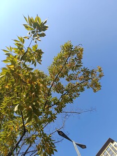 蓝天映衬下的繁茂绿树