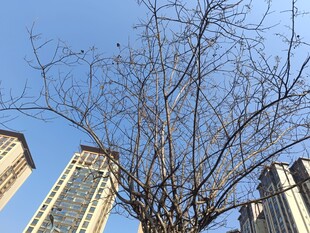 城市中光秃树木与高楼