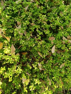 翠绿繁茂的爬藤植物景观