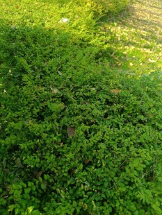 阳光下的翠绿草地