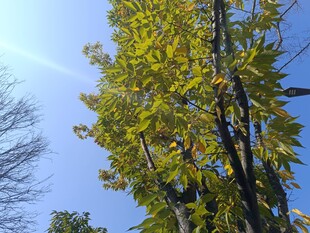 秋日枝头黄叶映蓝天