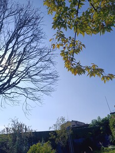 秋日树梢与蓝天景致