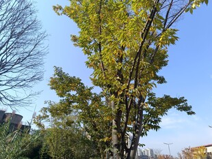 秋日挺拔银杏树