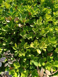 翠绿繁茂的灌木丛