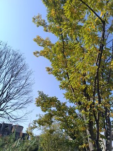 秋日黄叶树木风景图