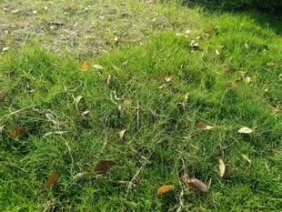 阳光下的翠绿草地