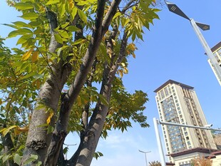 城市中繁茂绿树与高楼