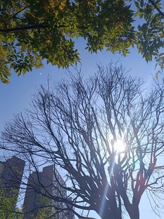 阳光下光秃树木与高楼