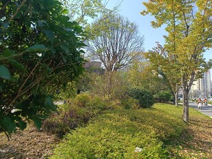 城市中的绿意盎然景观