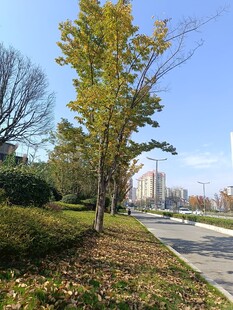 秋日路边树木风景