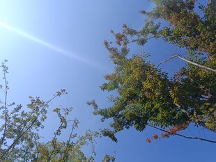 秋日树梢上的晴朗蓝天