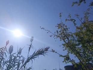 阳光下的绿植与耀眼光芒