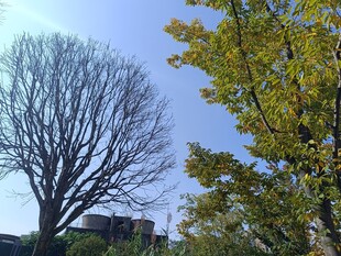 秋日枯树与黄叶景观