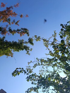 秋日树梢与蓝天美景