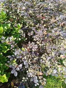 多彩枝叶植物特写