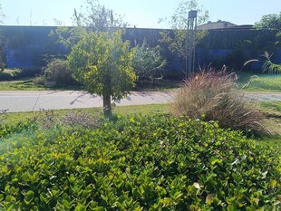 户外绿植景观一角