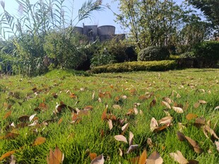 秋日草地落叶与远处建筑