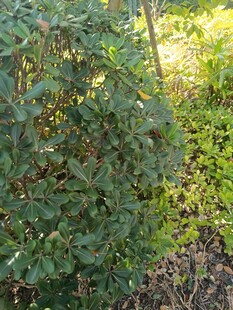 绿叶繁茂的灌木丛