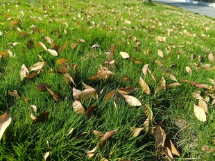 草地上的枯黄落叶