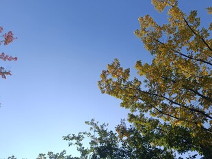 秋日树梢与蓝天美景