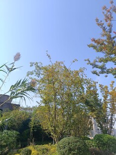 秋日园林绿植景致