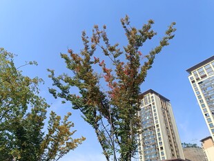 城市中树木与高楼景观